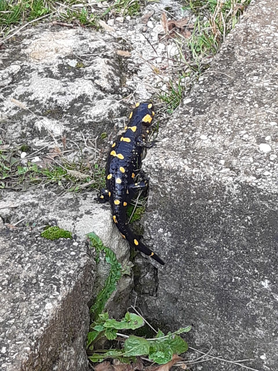 black and yellow salamander