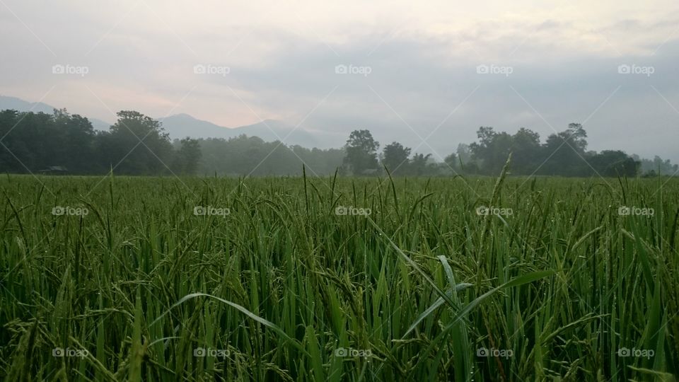 Paddy field in Thailand