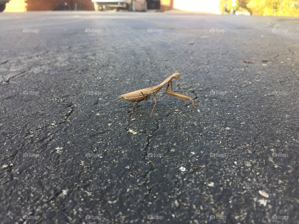 Praying Mantis 