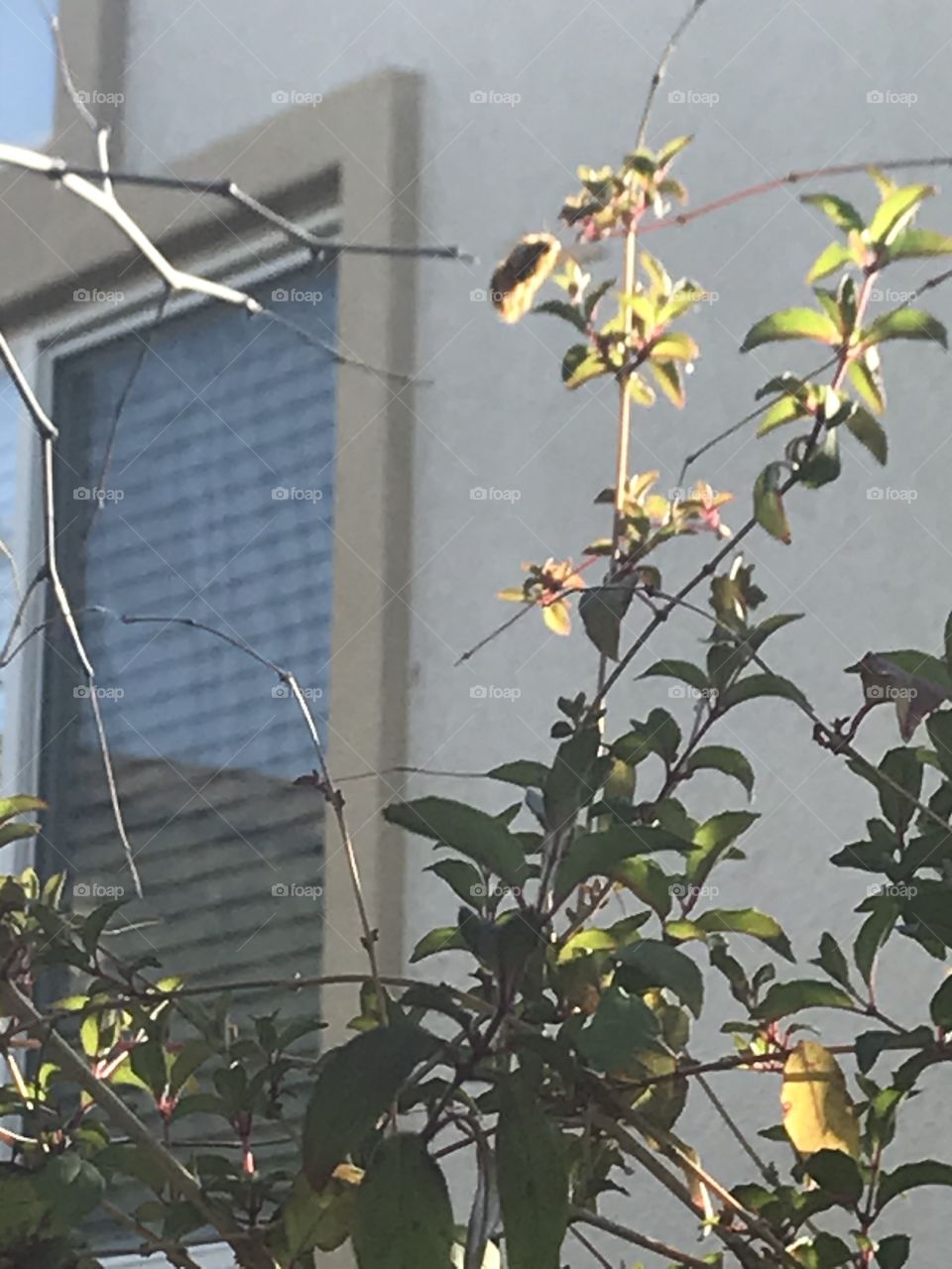 California teddy bear bee