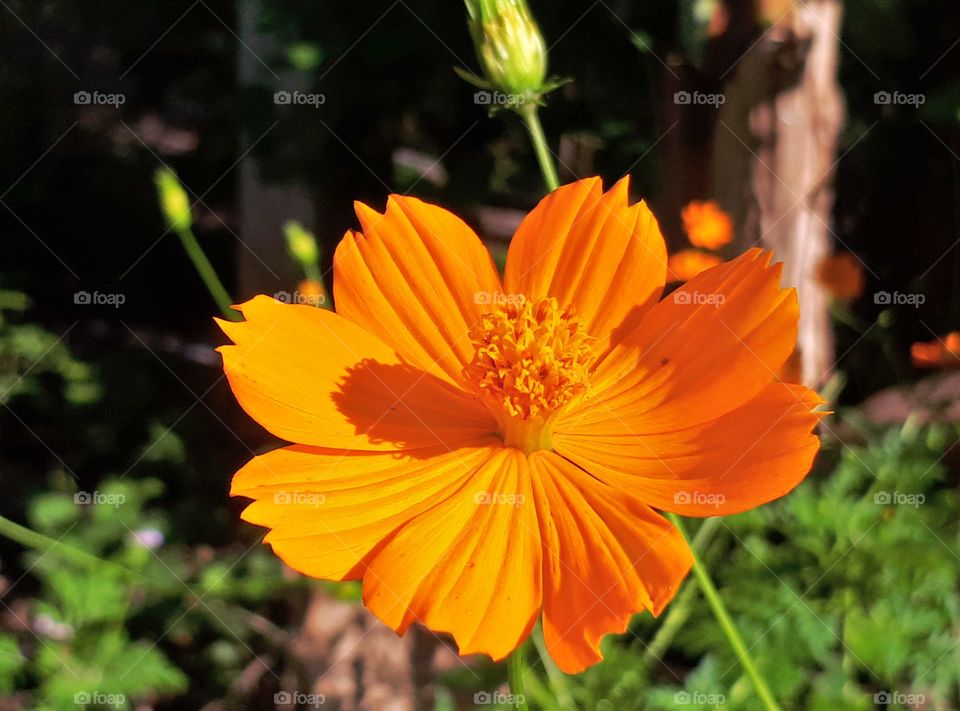 Beautiful orange flower