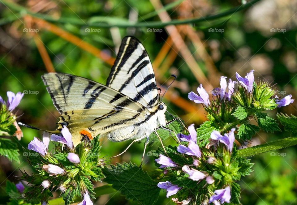 The beauty of spring