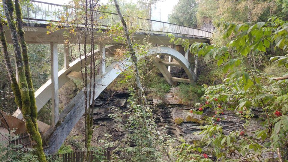 Bridge in Trees