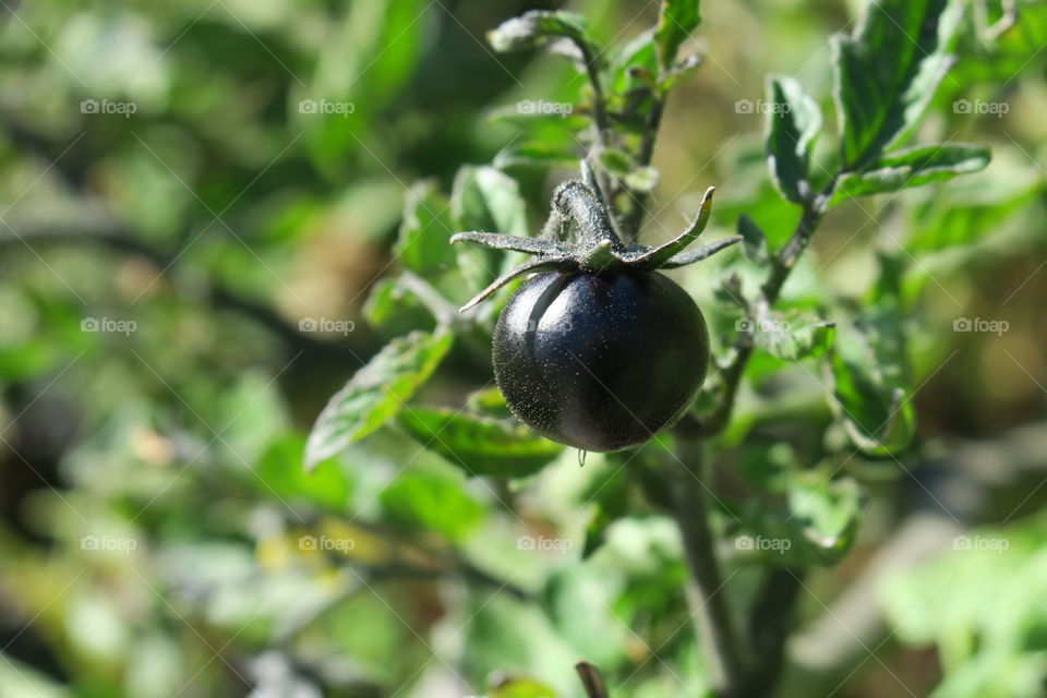 Black tomatoe