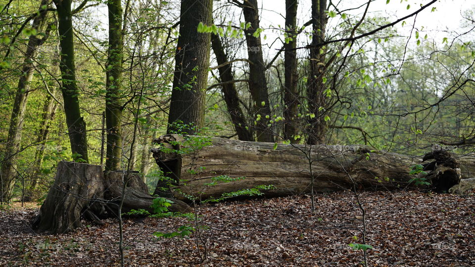 Park in Antwerp in April