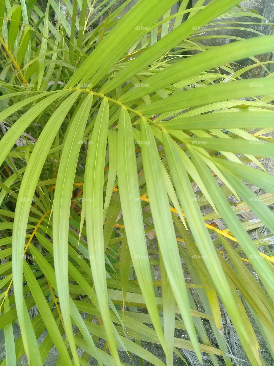 tropical plant