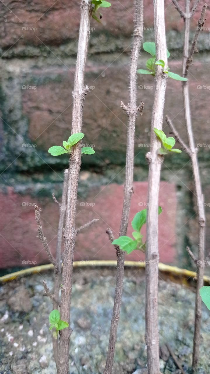 growing leaves in dry stem