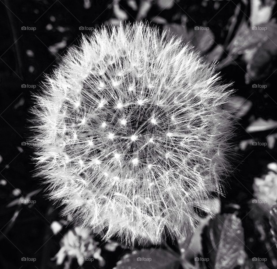 Dandelion close up