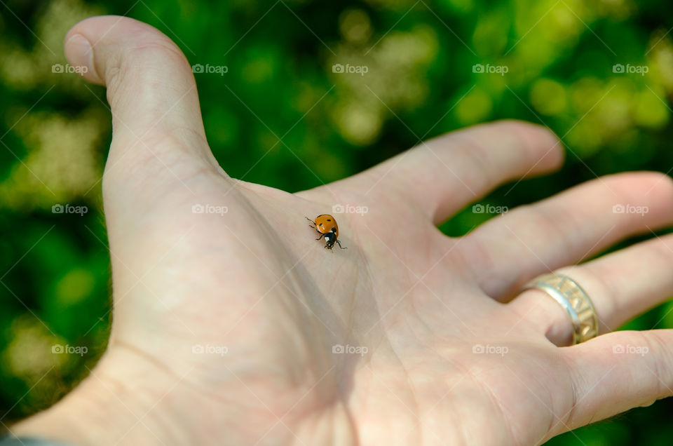 Ladybird, come to me. 