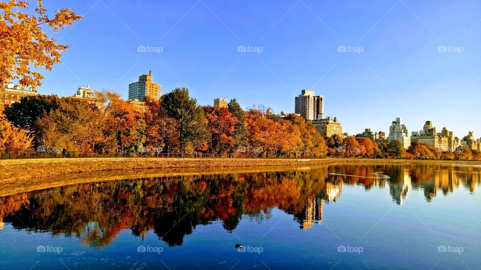 Reflections of autumn trees, blue sky and building. At Jacqueline Kennedy Onassis Reservoir. 