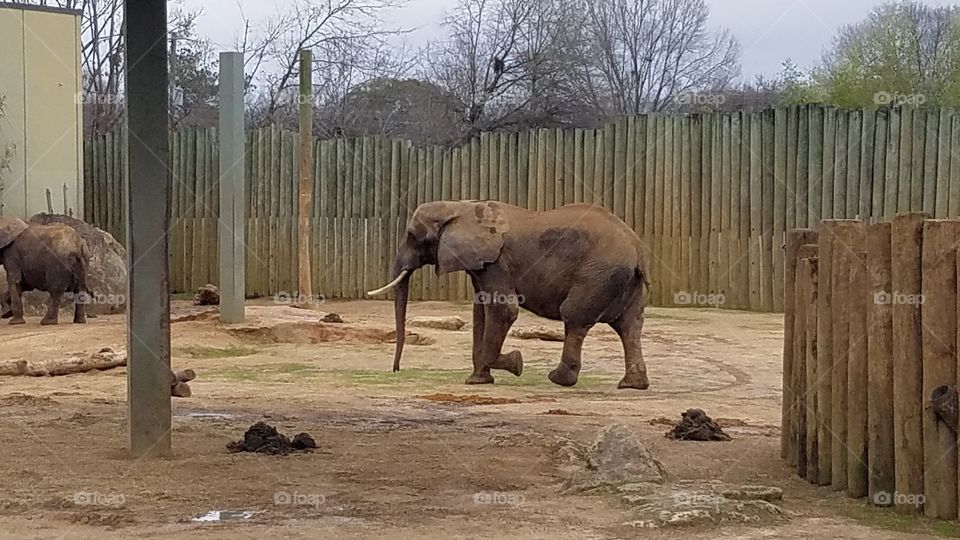 Elephants at the Montgomery, Al