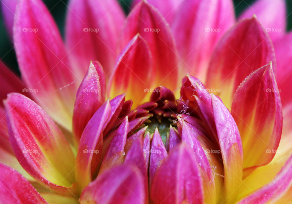 Dahlia dew