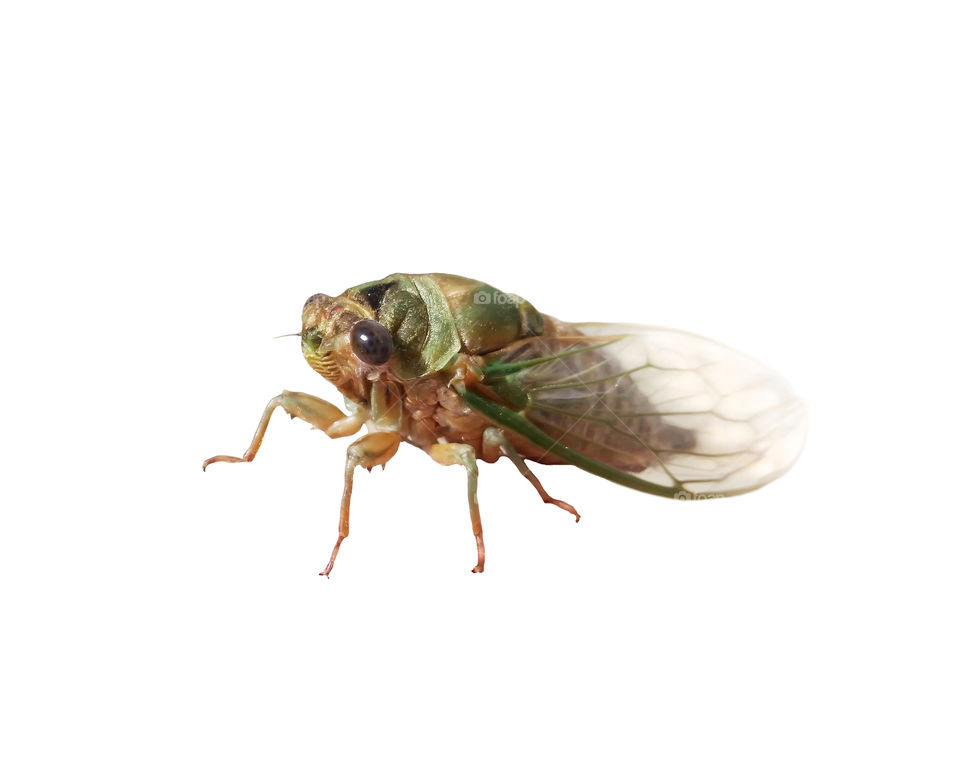 Isolated cicada macro