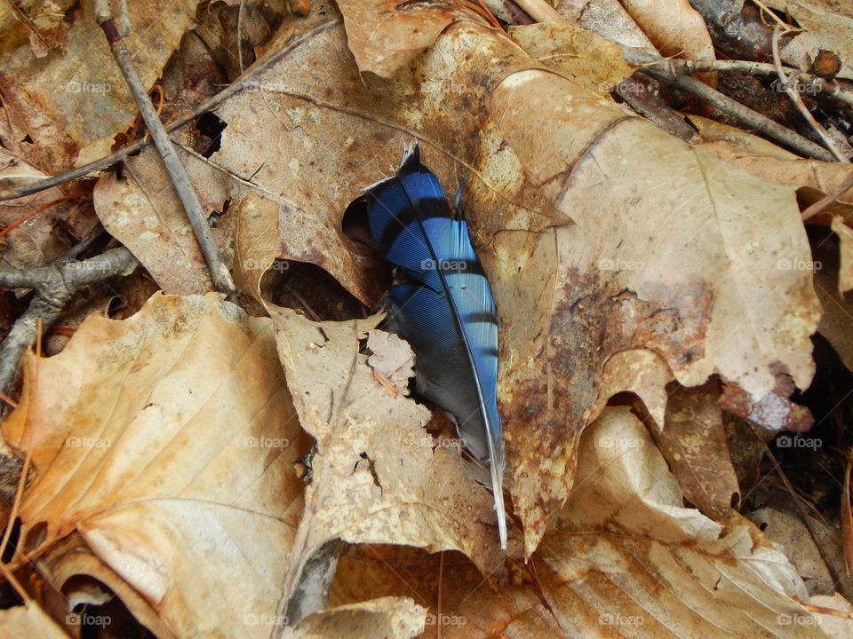 Bluejay Feather Contrasts Brown Leaves