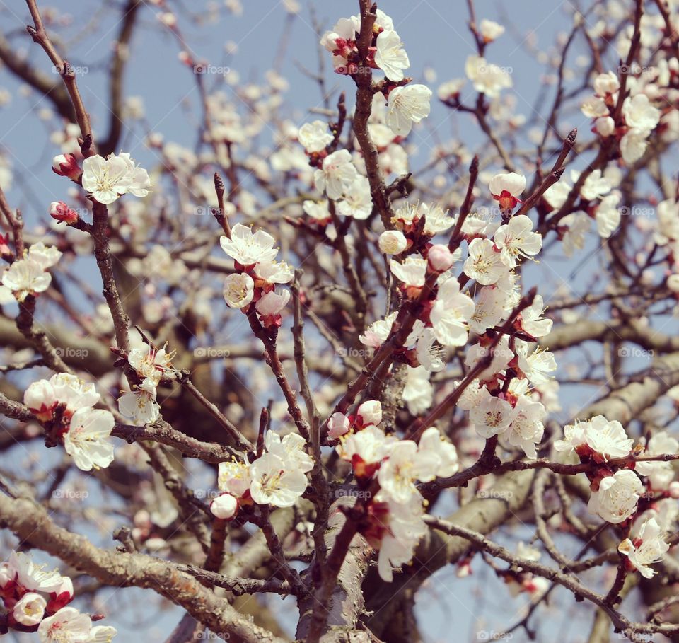 Apricot Blossom