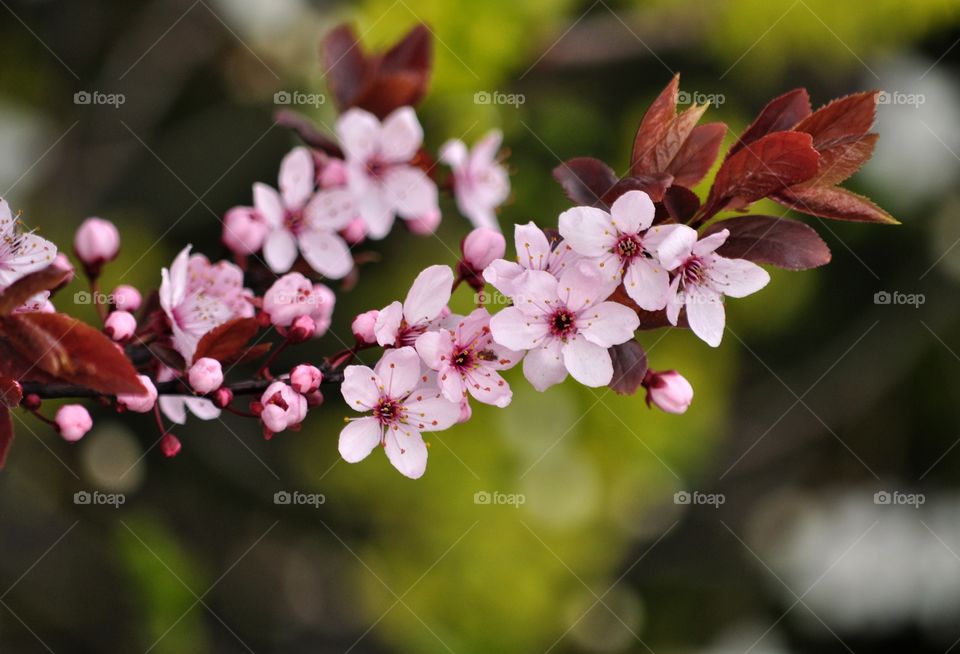 Flower, Nature, Flora, Garden, Branch