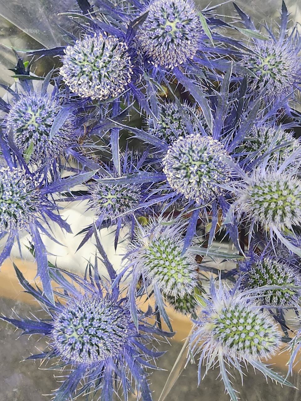 close up of purple Eryngo "Sea Holly" plants in local market