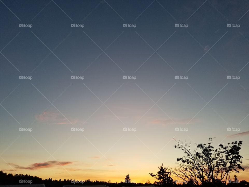 Single tree at sunset