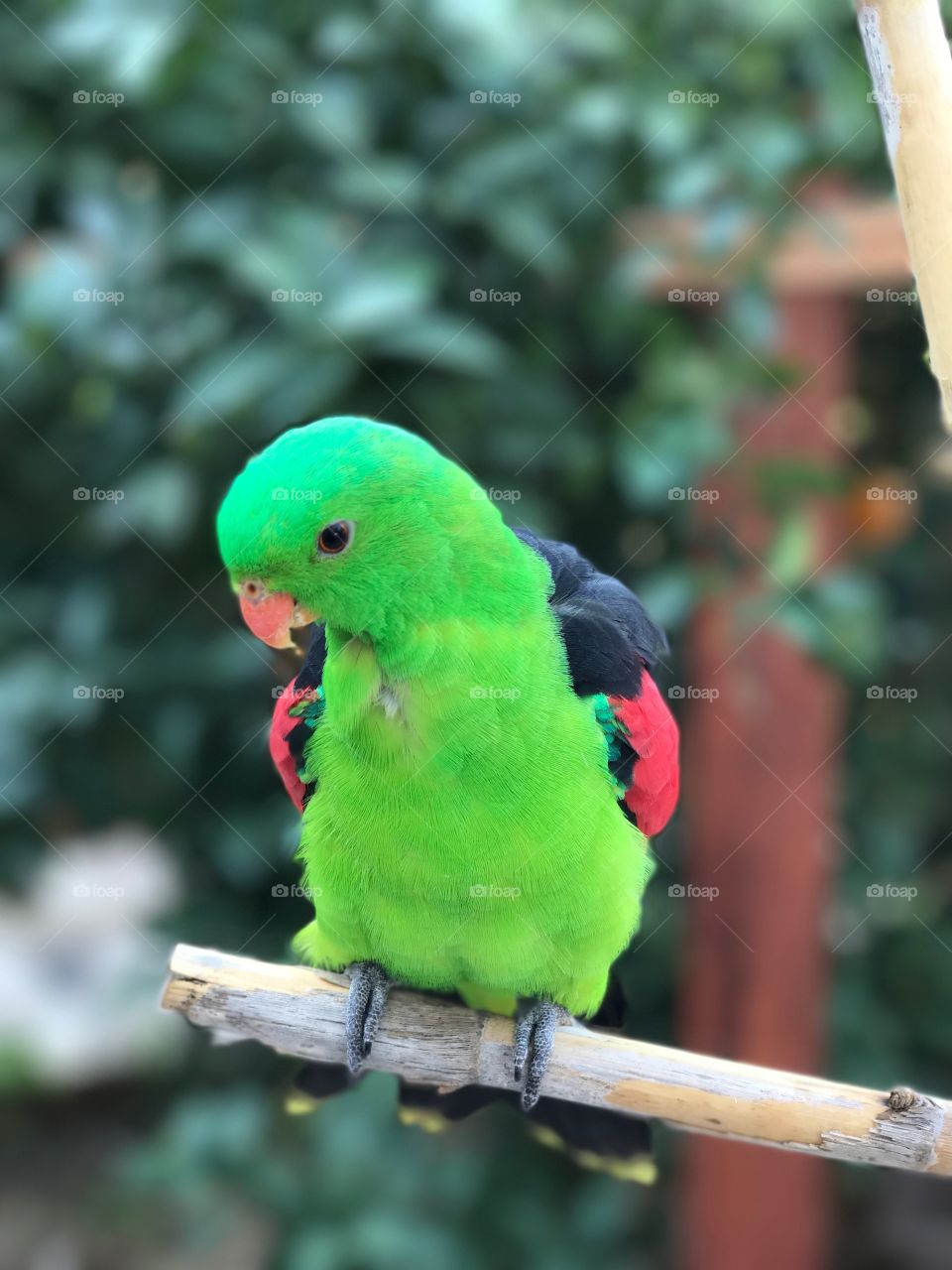 Parrot