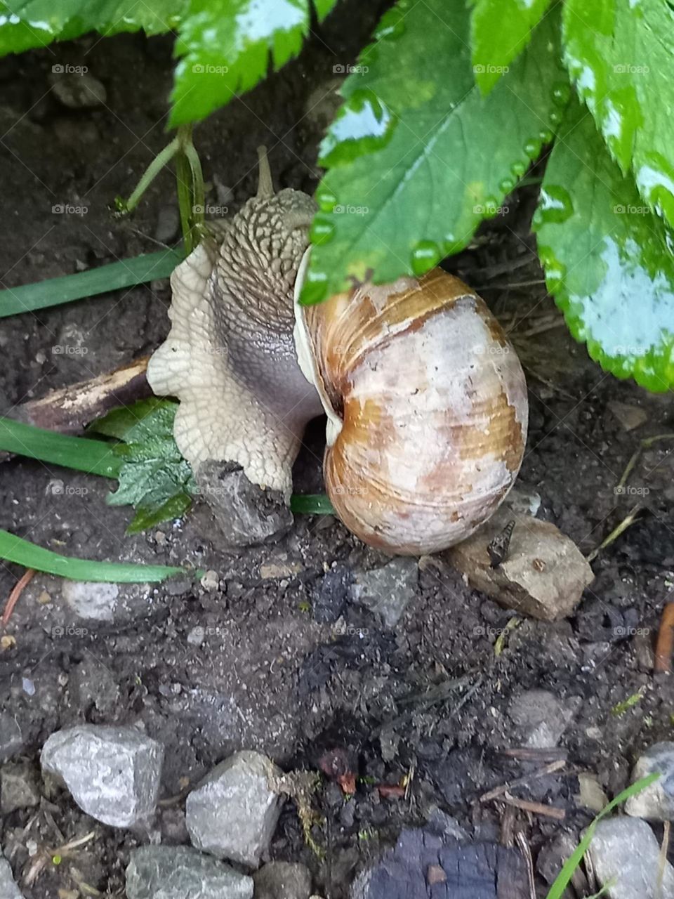 Land Snail in the Forest