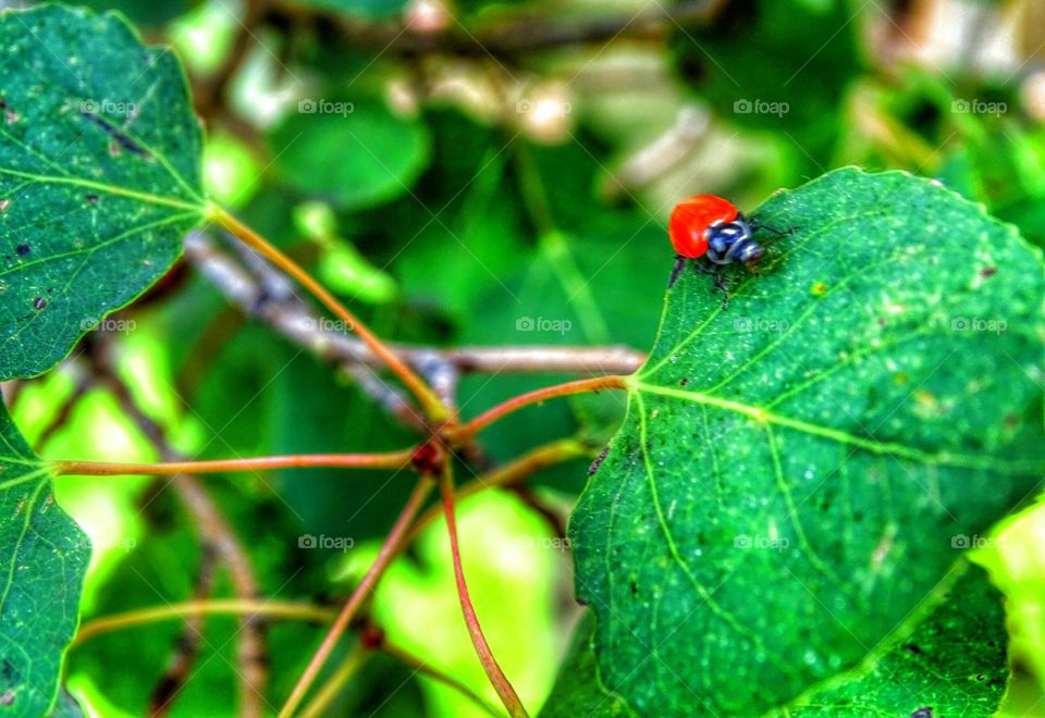 Spotless Ladybug. ladybug, beetle in tree