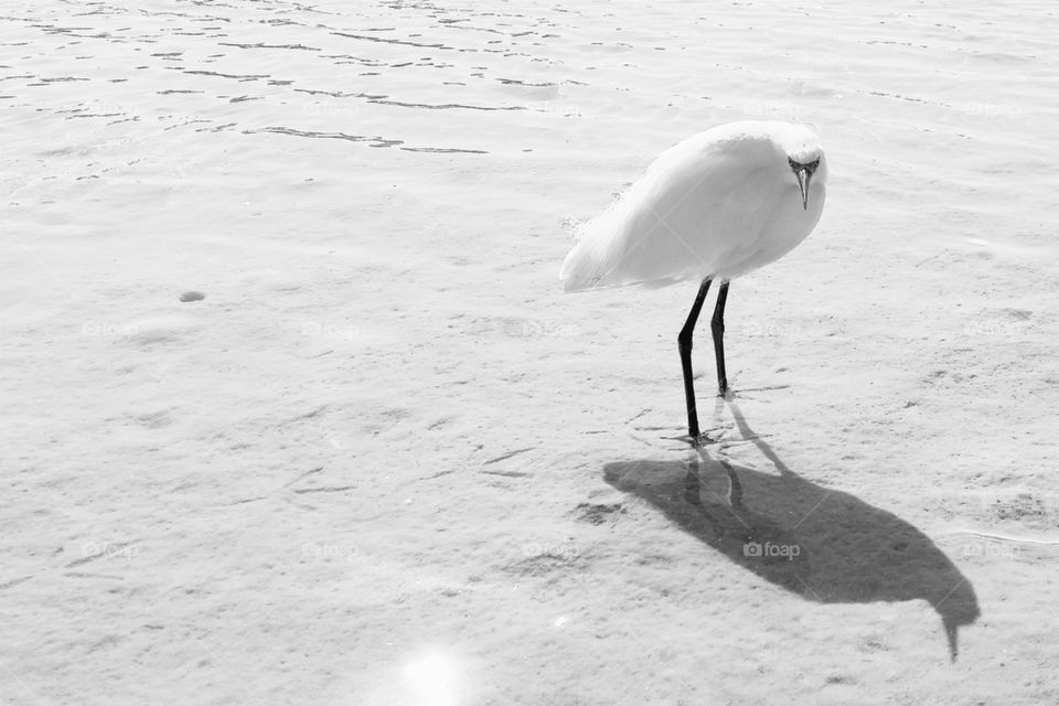 Mr. Snowy Egret