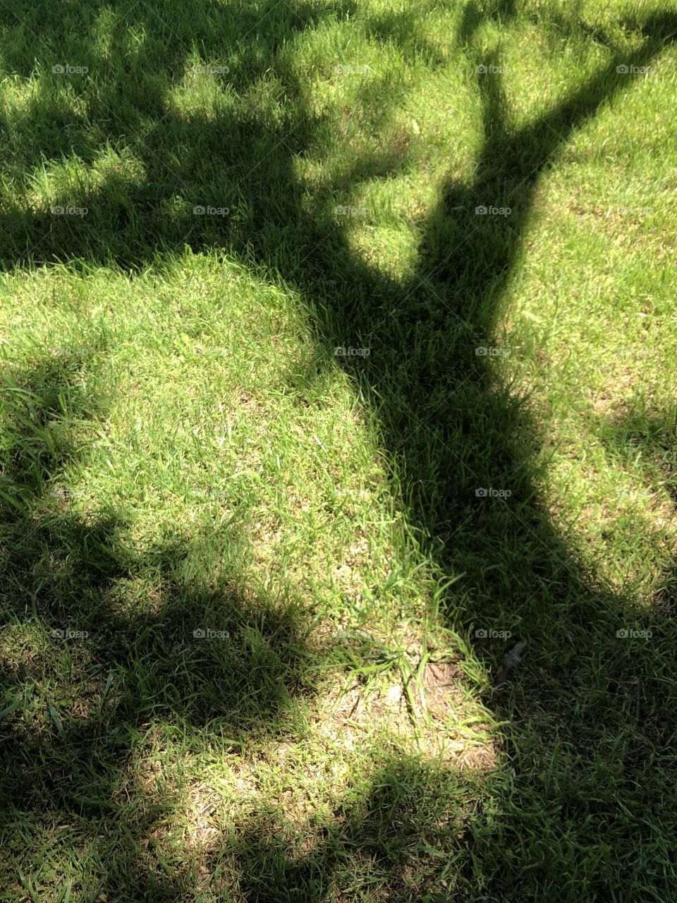 Shadow of trees at Riggs park