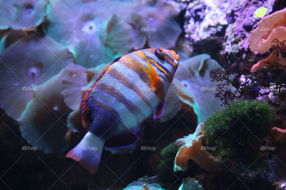 color fish zoo colour by dryair