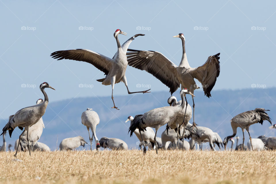 Crane bird dancing at lake hornborga Sweden 