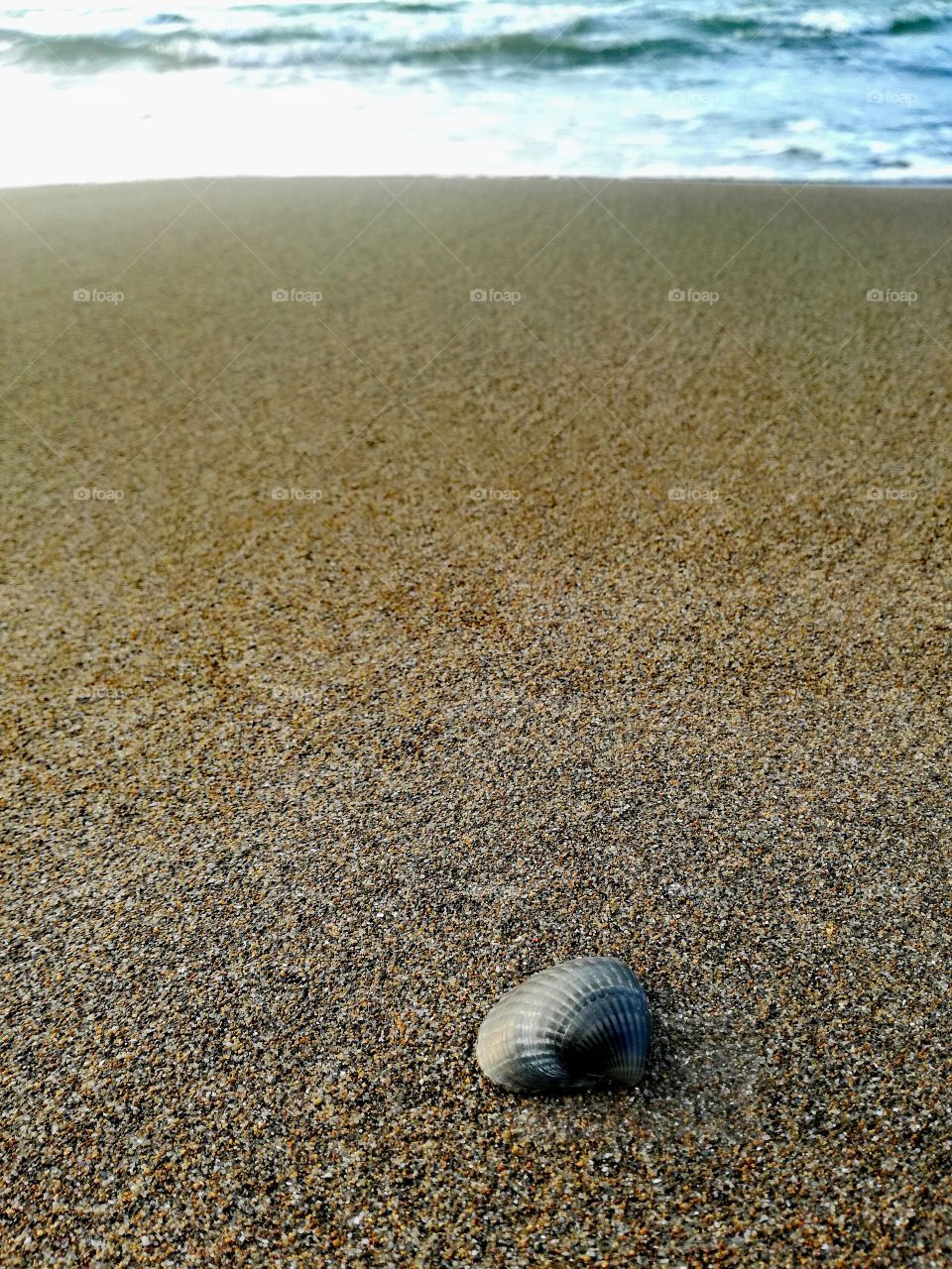 alone black shell 🐚