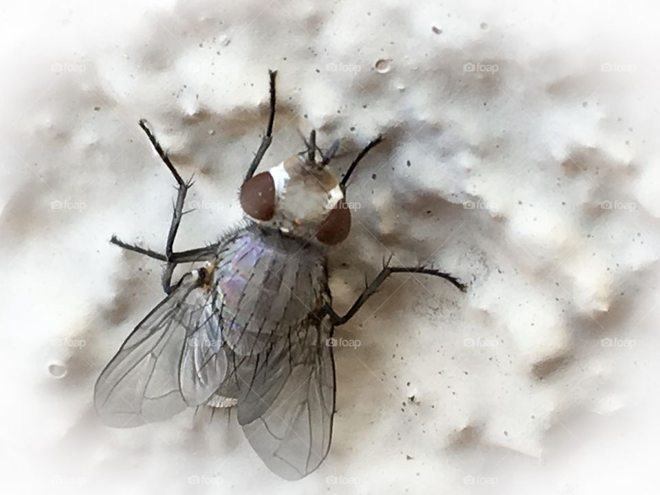 Full body close up up close study fly on stucco wall closeup