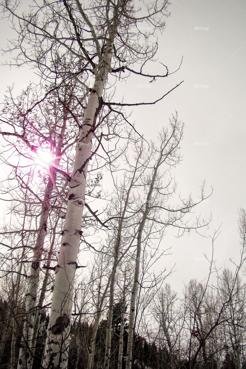 Aspen Trees