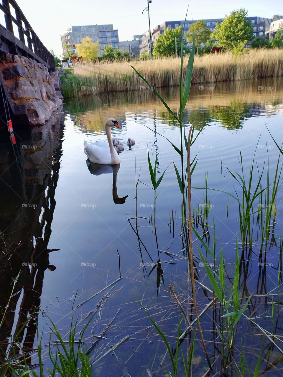 Urban nature- wildlife