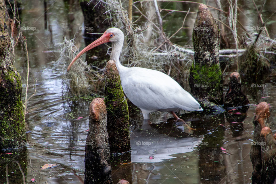 Ibis In Swamp