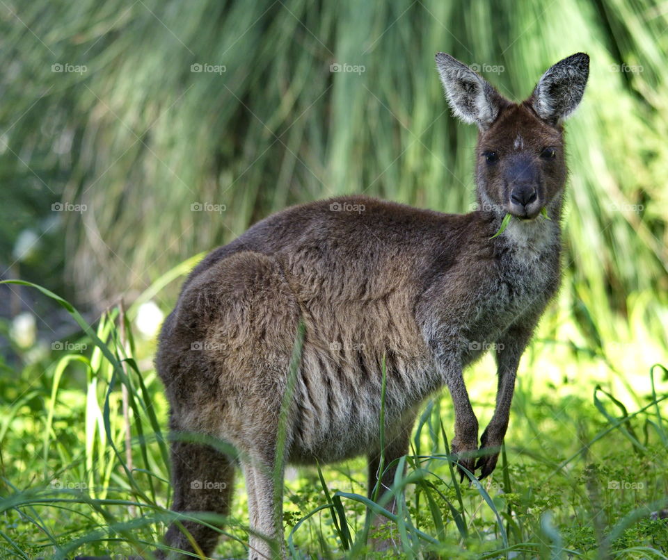 Kangaroo in the bush