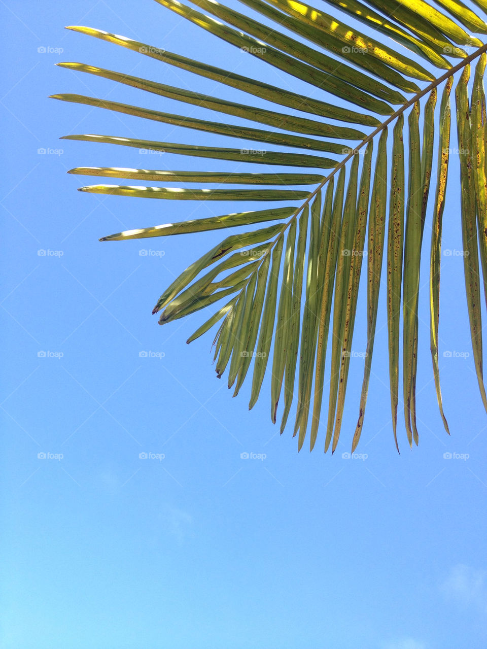 beach sky plants summer by lmoss