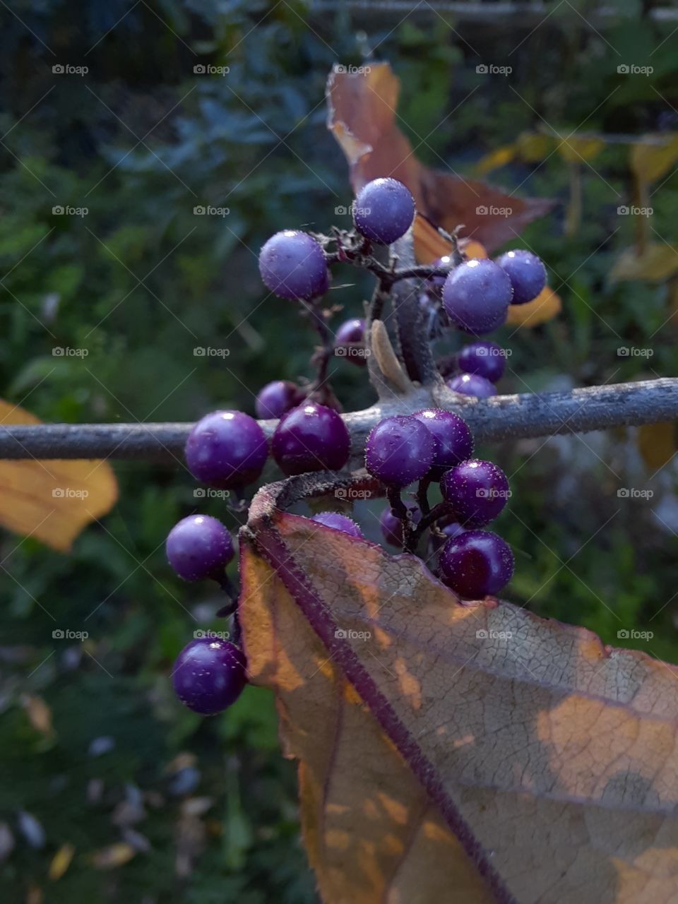 portrait of American beauty (Callicarpa bodinieri) in autumn