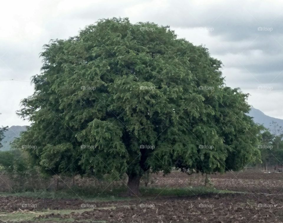 Tamraind tree