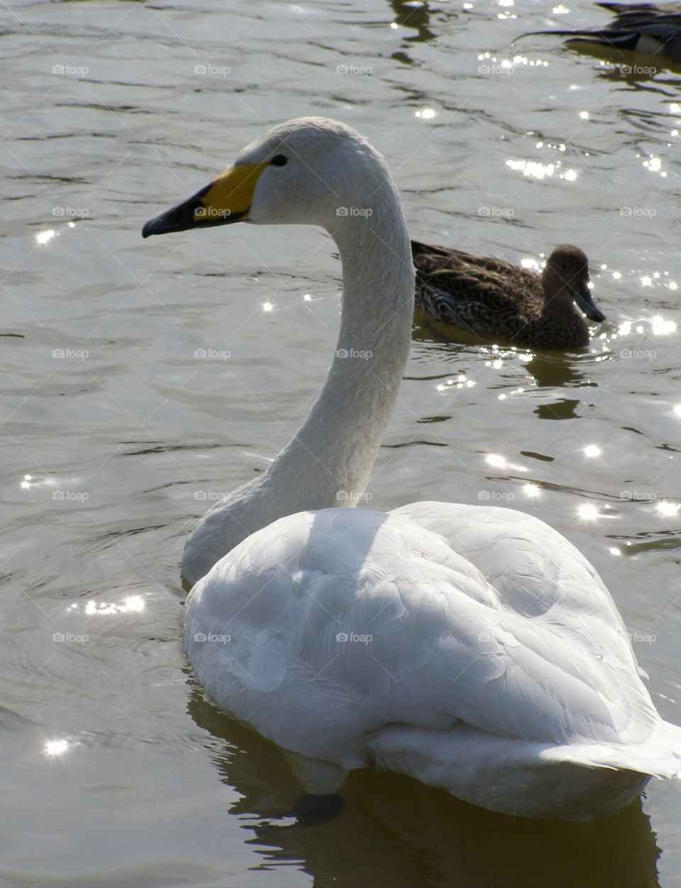 White Swan_1