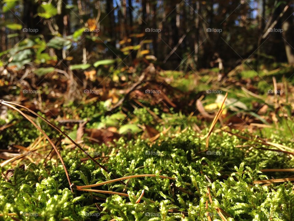 Moss is a forest carpet 