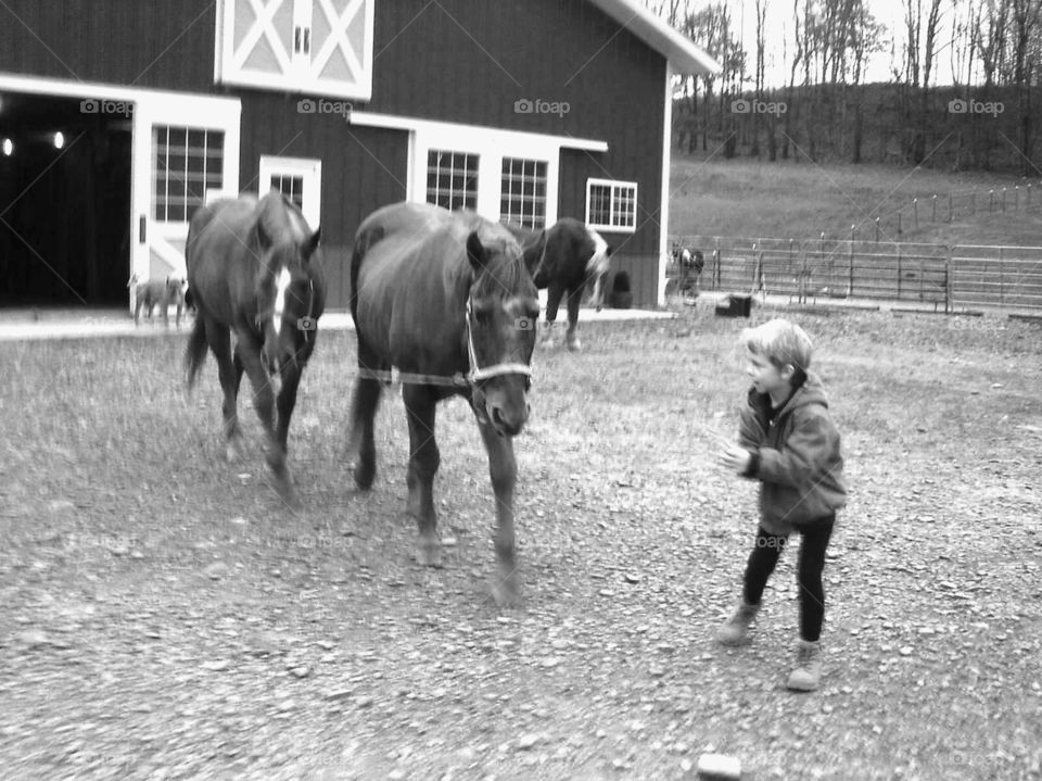 taking the horses out