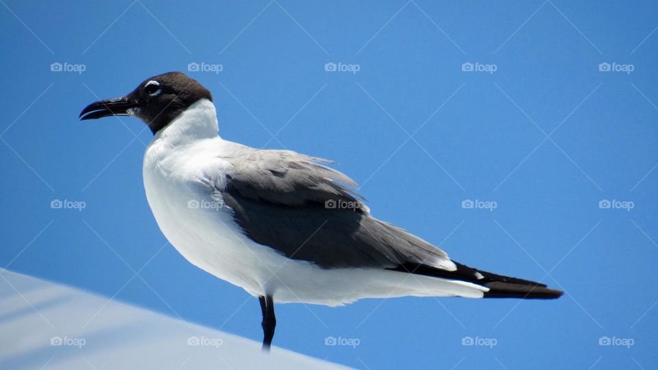 Seagull under the blue sky