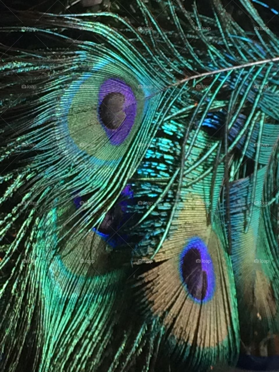 Peacock feathers close up 