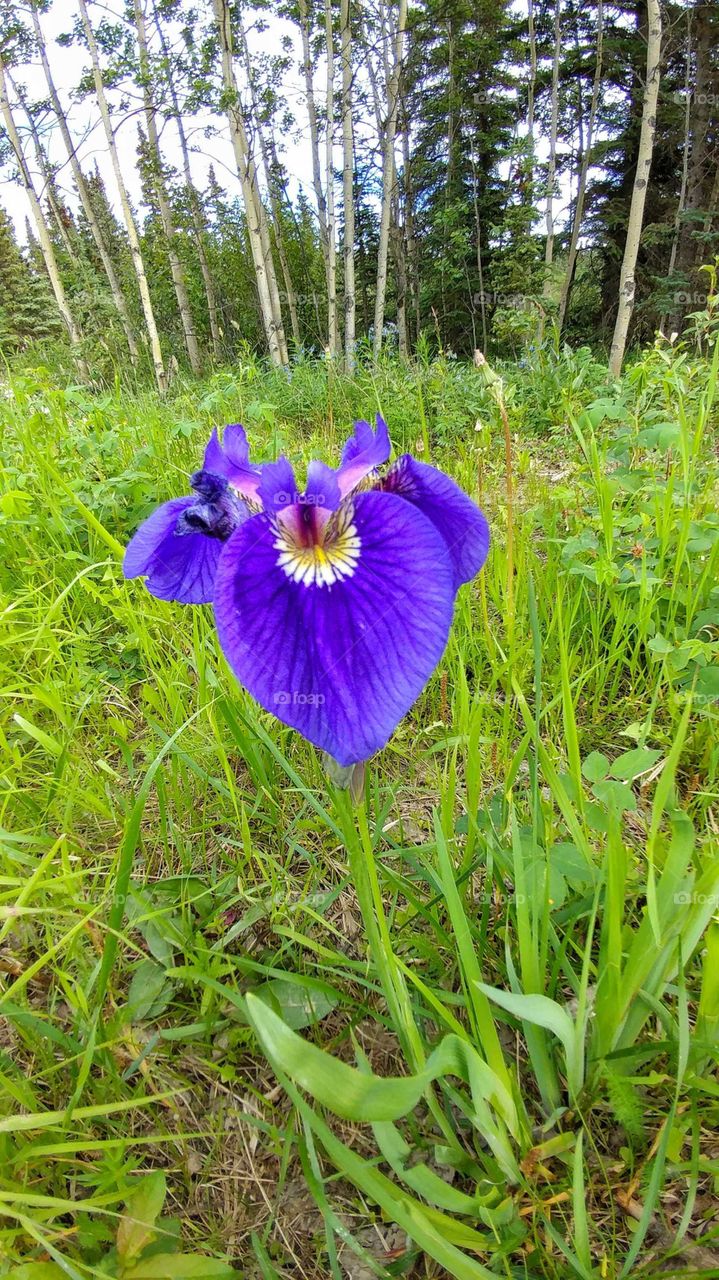 Floral jewel dressed in royal purple. Found in the forest of Alaska