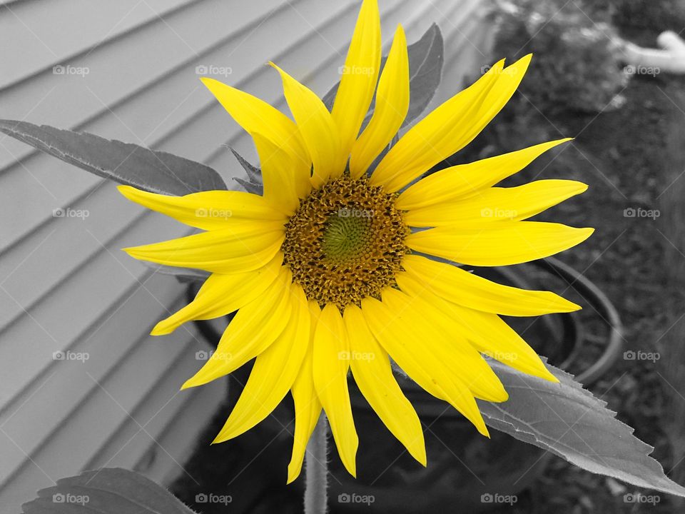 Sunflower