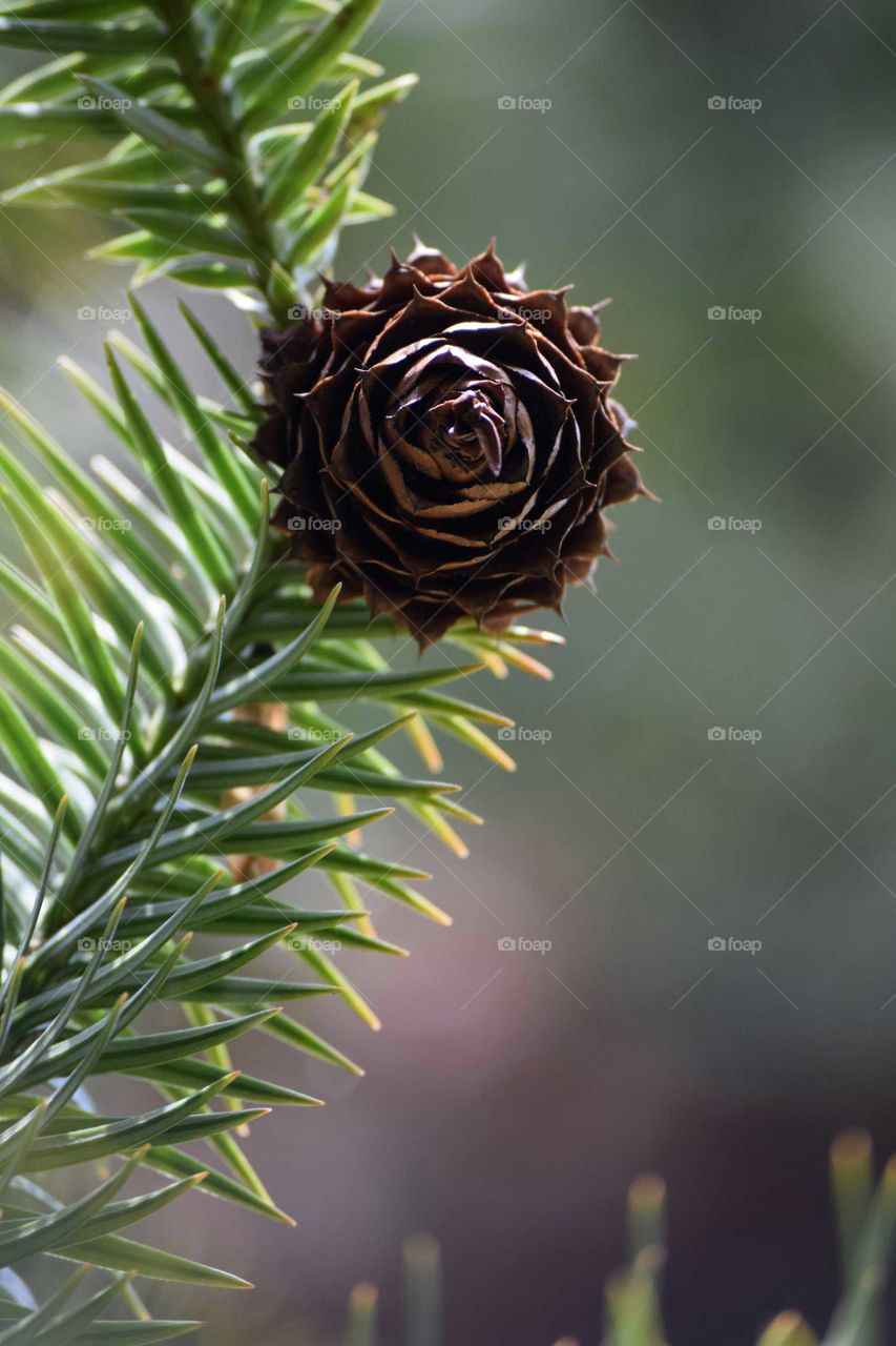 Close-up of pinecone growing on tree