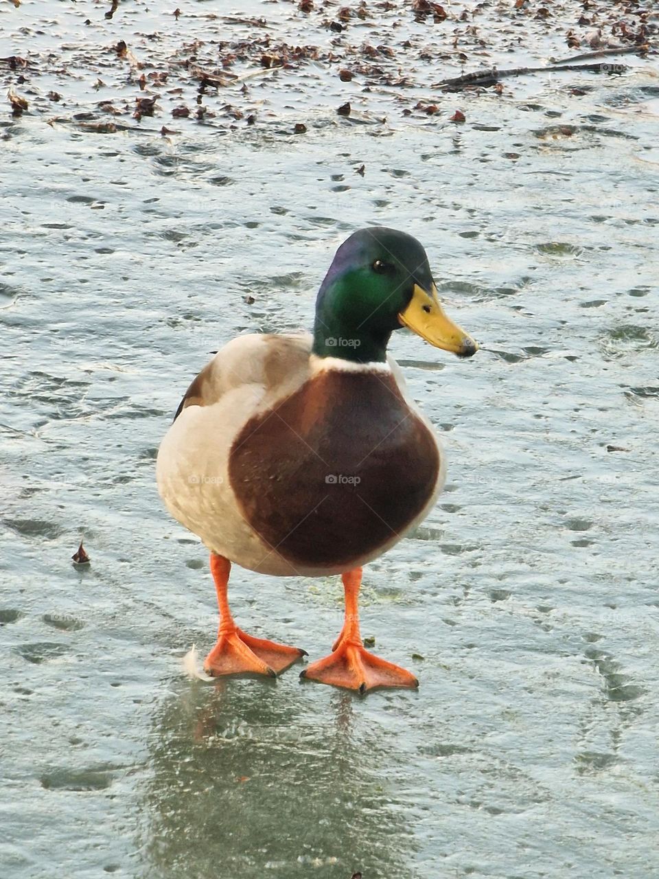 wild duck