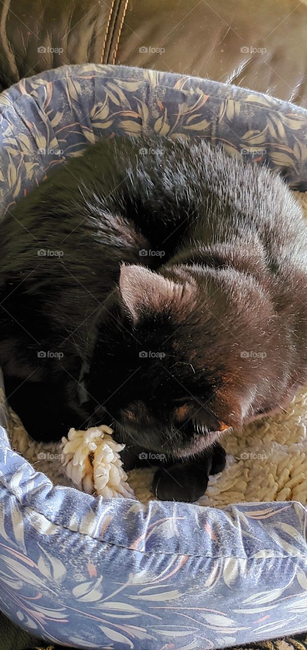 Black cat sleeping curled up in her cat  bed on tan leather couch. Filtered sunlight shines on her body.