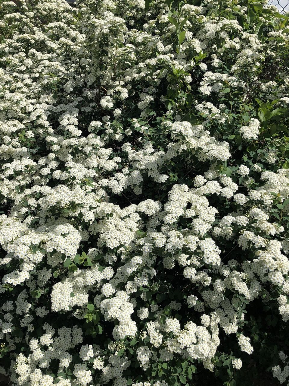 Blooming bush with white flowers 