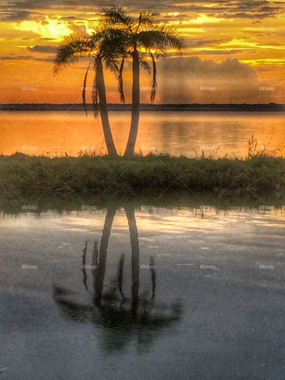Palm tree reflection 